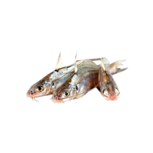 SILVER TENGRA Fish