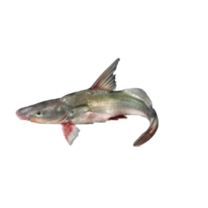 The Ayar Fish