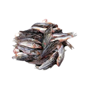 The BUJURI TENGRA Fish