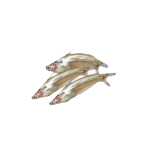 The Batashi Fish