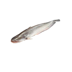 The Boal Fish