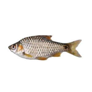 The D-Puti Fish