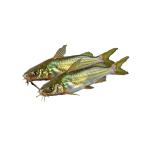 The GOLDEN TENGRA Fish