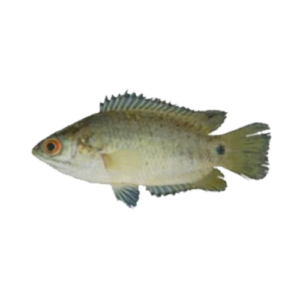 The Koi Fish