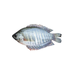 The Kolisha Fish