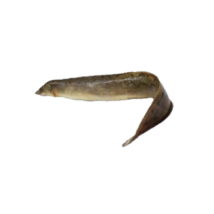 The Long Baim Fish