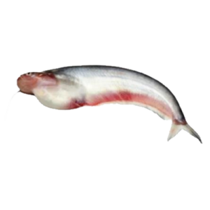 The Pabda Fish