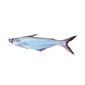 The Bacha Fish
