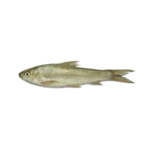 The Bata Fish