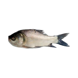 The Catla Fish