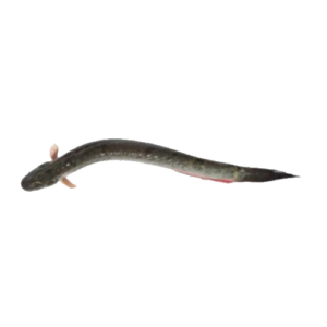 The Chewa Fish