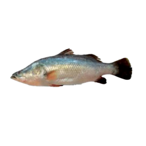 The KORAL Fish