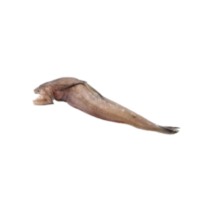The LOTIA Fish
