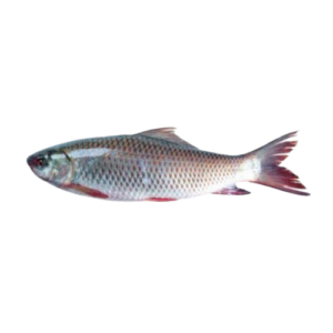 The Mrigal Fish