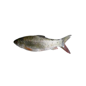 The Nola Fish