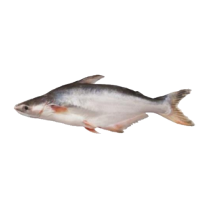 The Pangash Fish