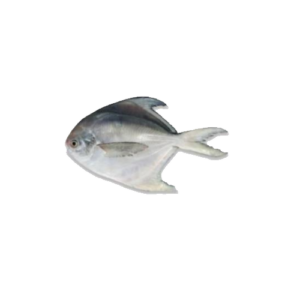 The Pomfret Fish