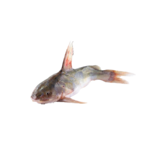 The Rita Fish