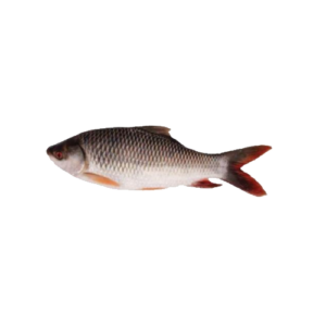 The Rohu Fish