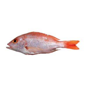 The SARAR Fish
