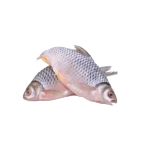 The Shor Puti Fish