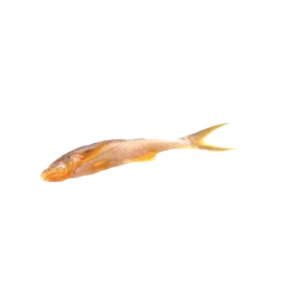 The TOPSHE Fish